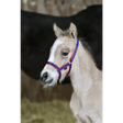 Foal Fieldsafe Headcollar Red Small 