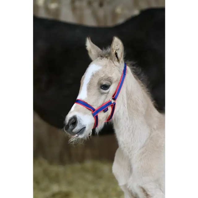 Foal Fieldsafe Headcollar Red Small 