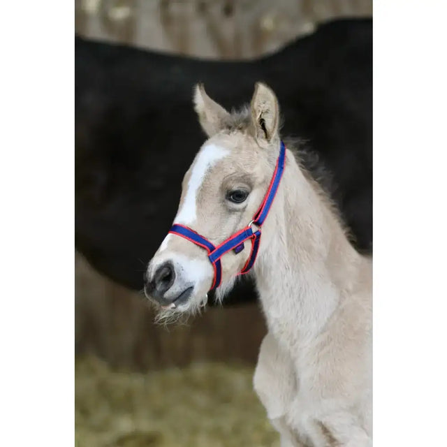 A young light-colored foal wearing a foal fieldsafe headcollar with 19mm soft webbing and a vibrant loop headpiece