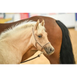 Foal Headcollar Navy/Red Small 