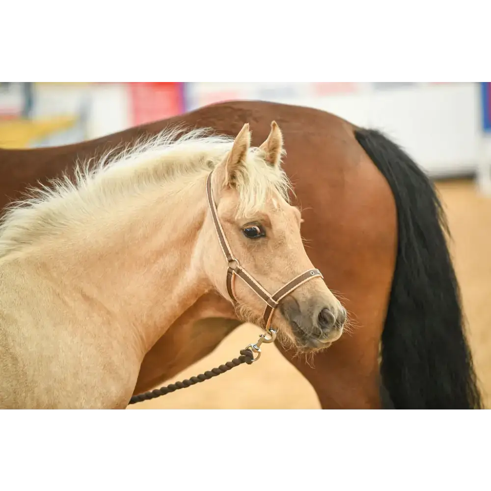 Foal Headcollar Navy/Red Small 
