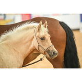 Foal Headcollar Navy/Red Small 