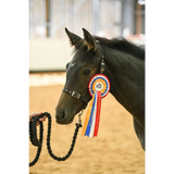 Foal Headcollar Navy/Red Small 