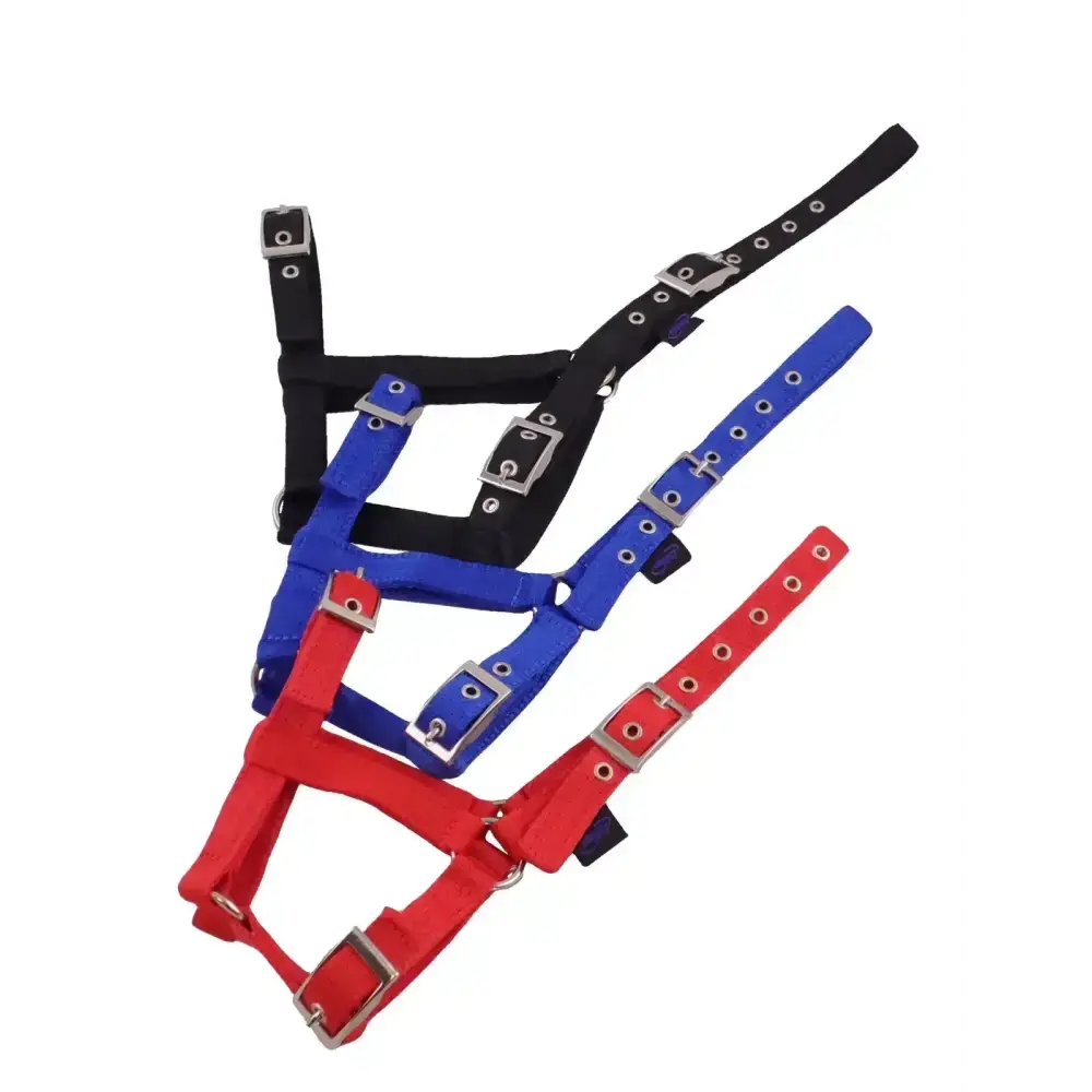 Foal Headcollar Navy/Red Small 