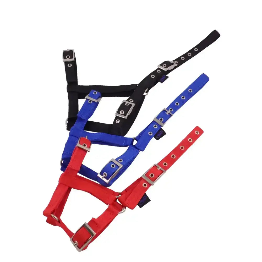Foal headcollars with soft webbing in black blue and red featuring silver buckles and a sturdy head loop design