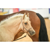 A light cream horse wearing a brown leather foal headcollar with soft webbing and head loop for comfort and control