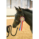 A sleek black horse wearing a foal headcollar with soft webbing and a decorative red white and blue head loop rosette