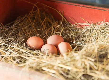 Four smooth, brown eggs nestled in a bed of dry straw inside a red wooden box.