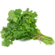 Fresh green cilantro bunch tied with natural twine in a fresh coriander box for easy cooking use