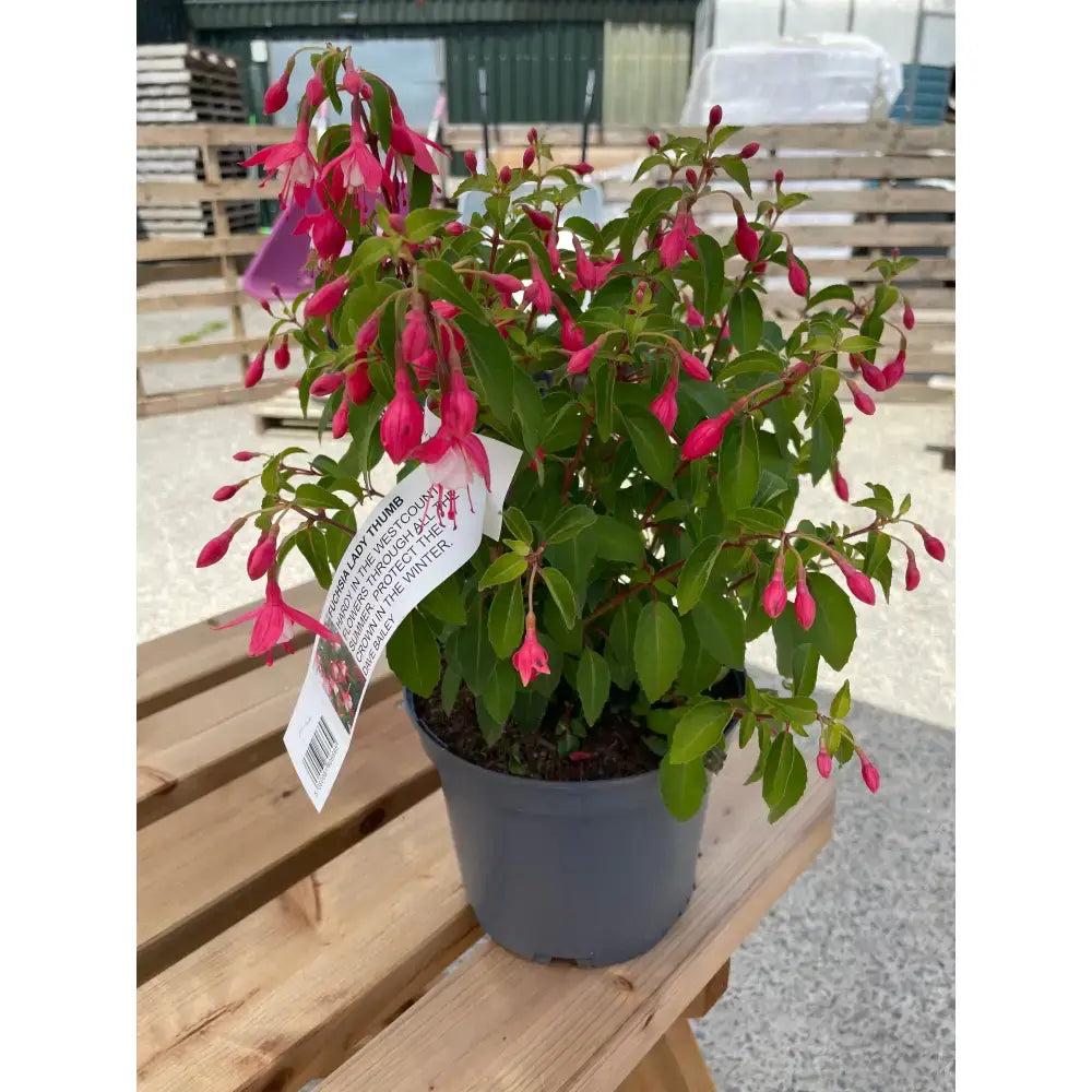 A vibrant pink fuchsia garden plant with lush green leaves in a dark gray plastic pot perfect for horse farm gardens