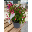 Fuchias plants