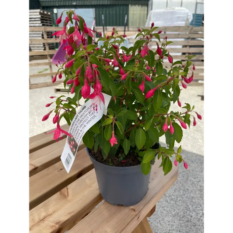 Fuchias plants