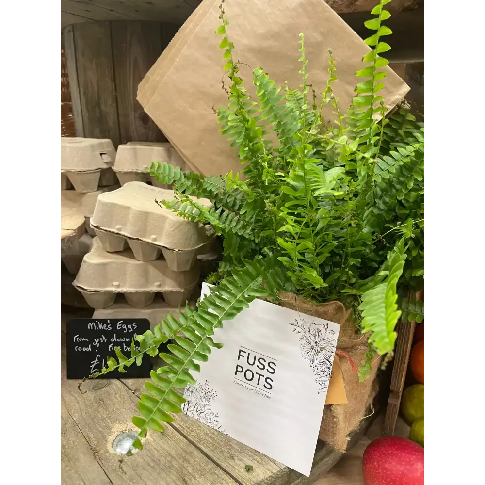 Fuss Pots 