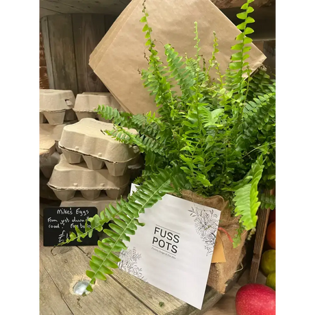 Fuss Pots 
