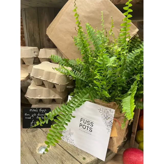 Fuss Pots 