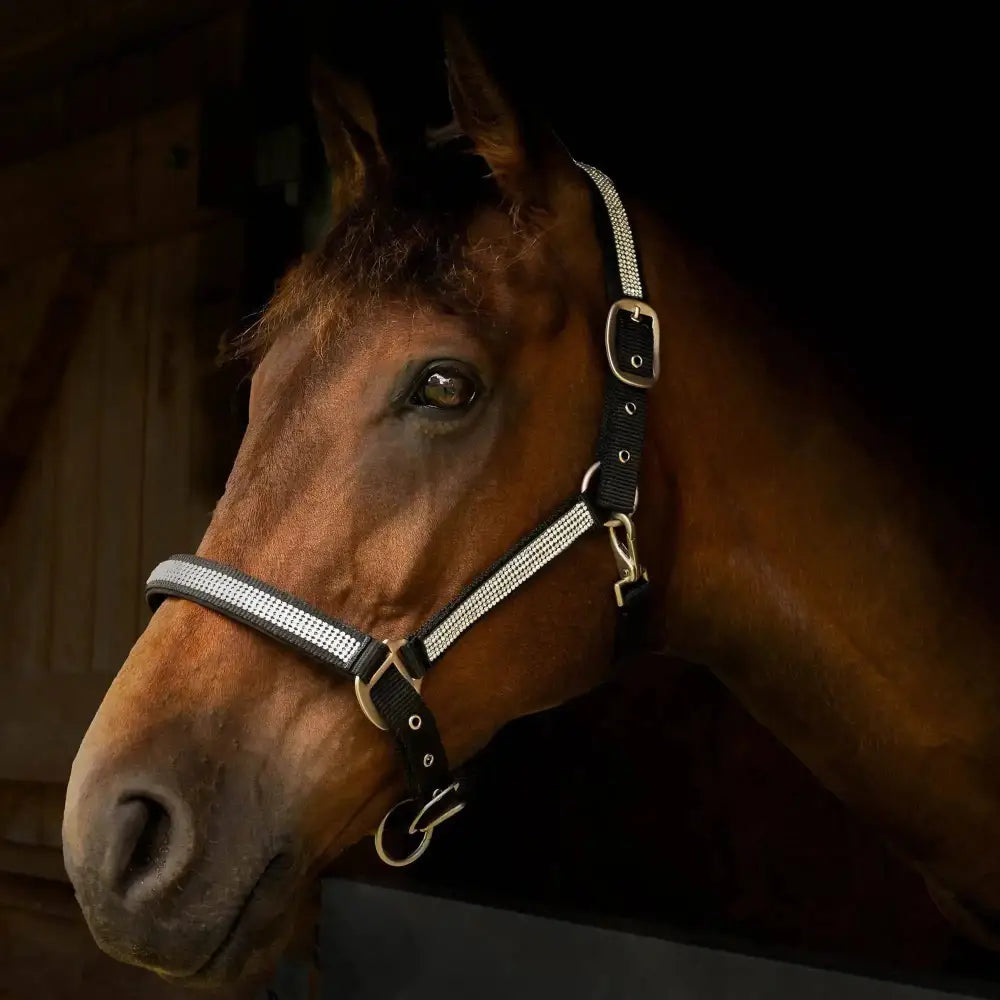 Gallop Diamante Padded Headcollar Black Cob Headcollars Barnstaple Equestrian Supplies