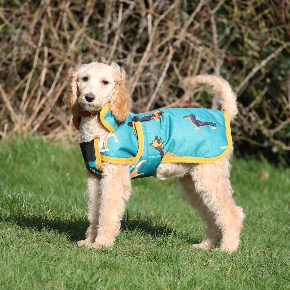 Turquoise gallop dogs print dog coat with yellow trim playful dachshund pattern and black side accents