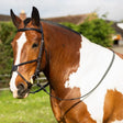 A brown and white pinto horse wearing a black leather gallop grackle bridle with soft fur padding
