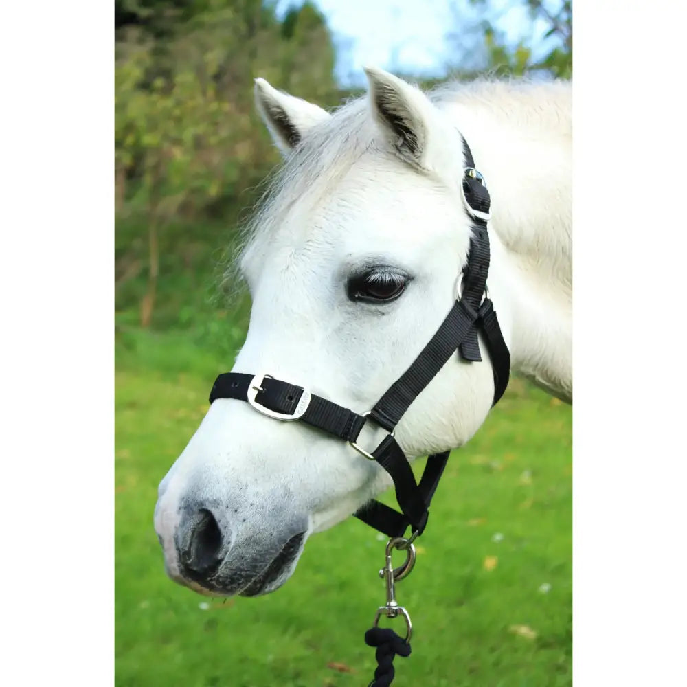 Gallop Headcollar and Leadrope set Black Shetland Headcollar & Lead Rope Barnstaple Equestrian Supplies