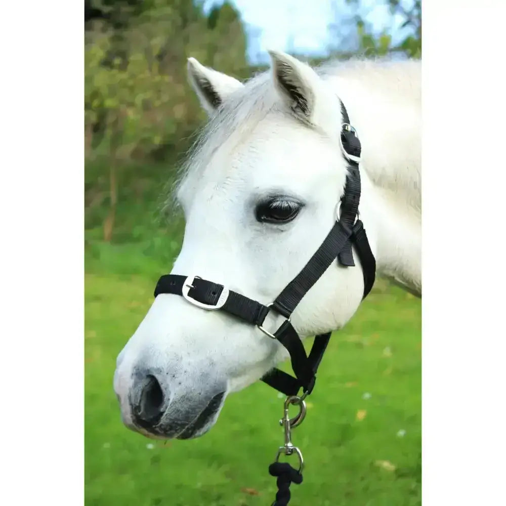 Black leather gallop headcollar with silver buckles and sturdy d-ring in an adaptable leadrope set
