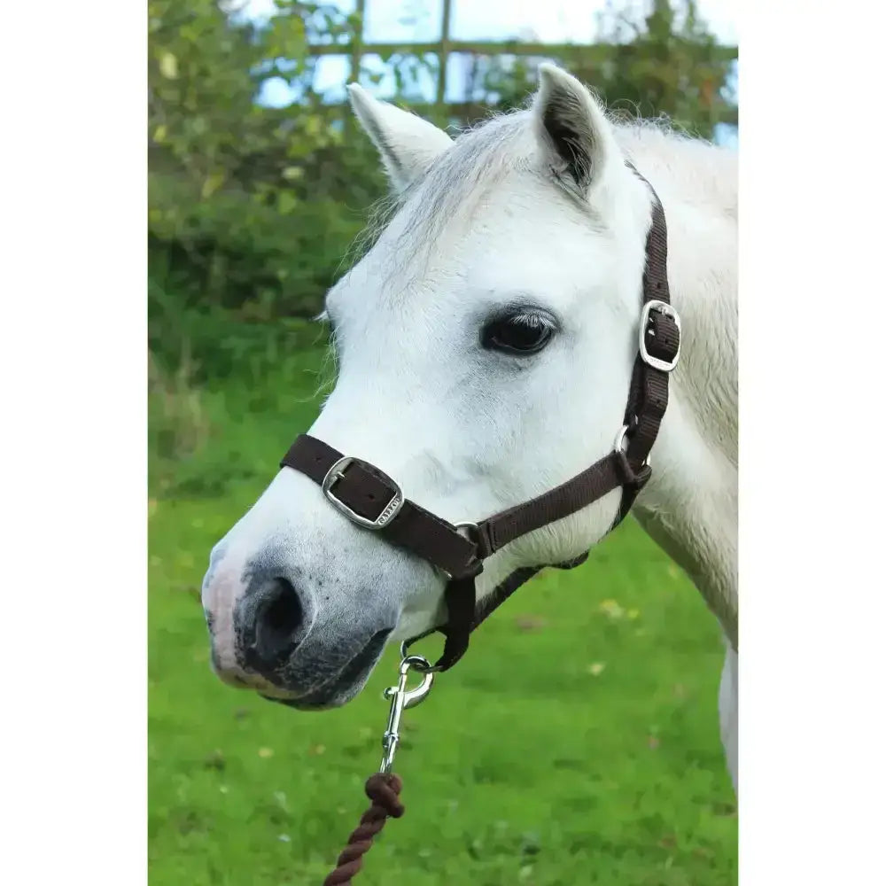 Brown leather gallop headcollar with silver buckles and metal ring leadrope set featuring an adaptable headcollar design