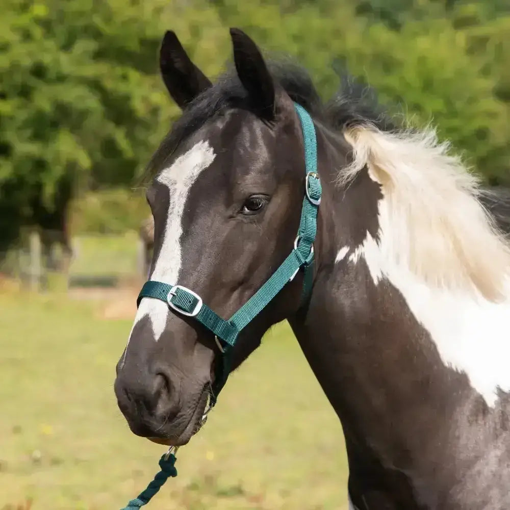 Teal woven gallop headcollar with silver buckle and adjustable straps in leadrope set for adaptable fit