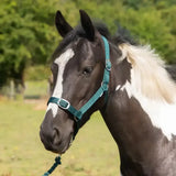 Teal woven gallop headcollar with silver buckle and adjustable straps in leadrope set for adaptable fit