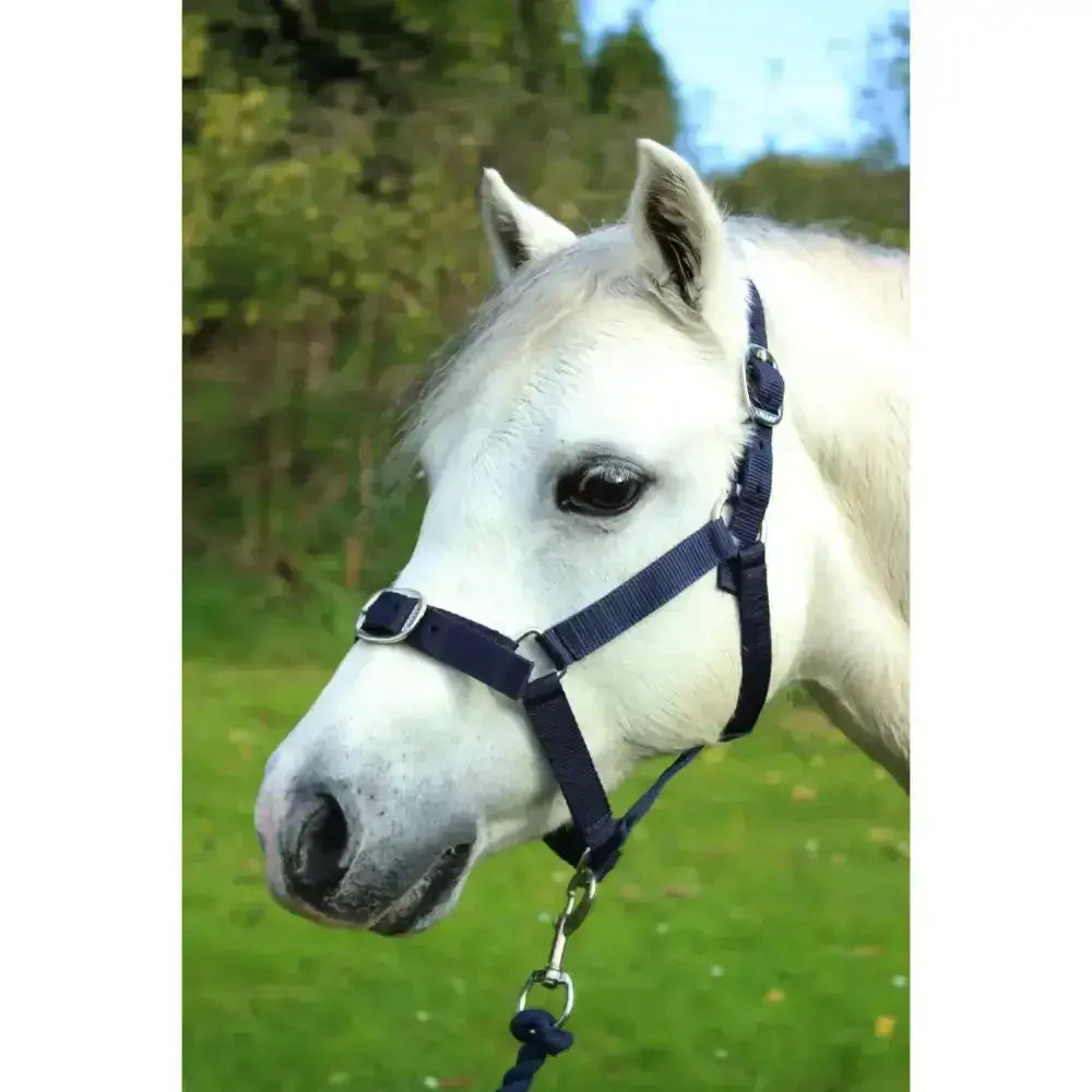 Navy blue gallop headcollar and leadrope set with silver metal buckles and sturdy adaptable headcollar design