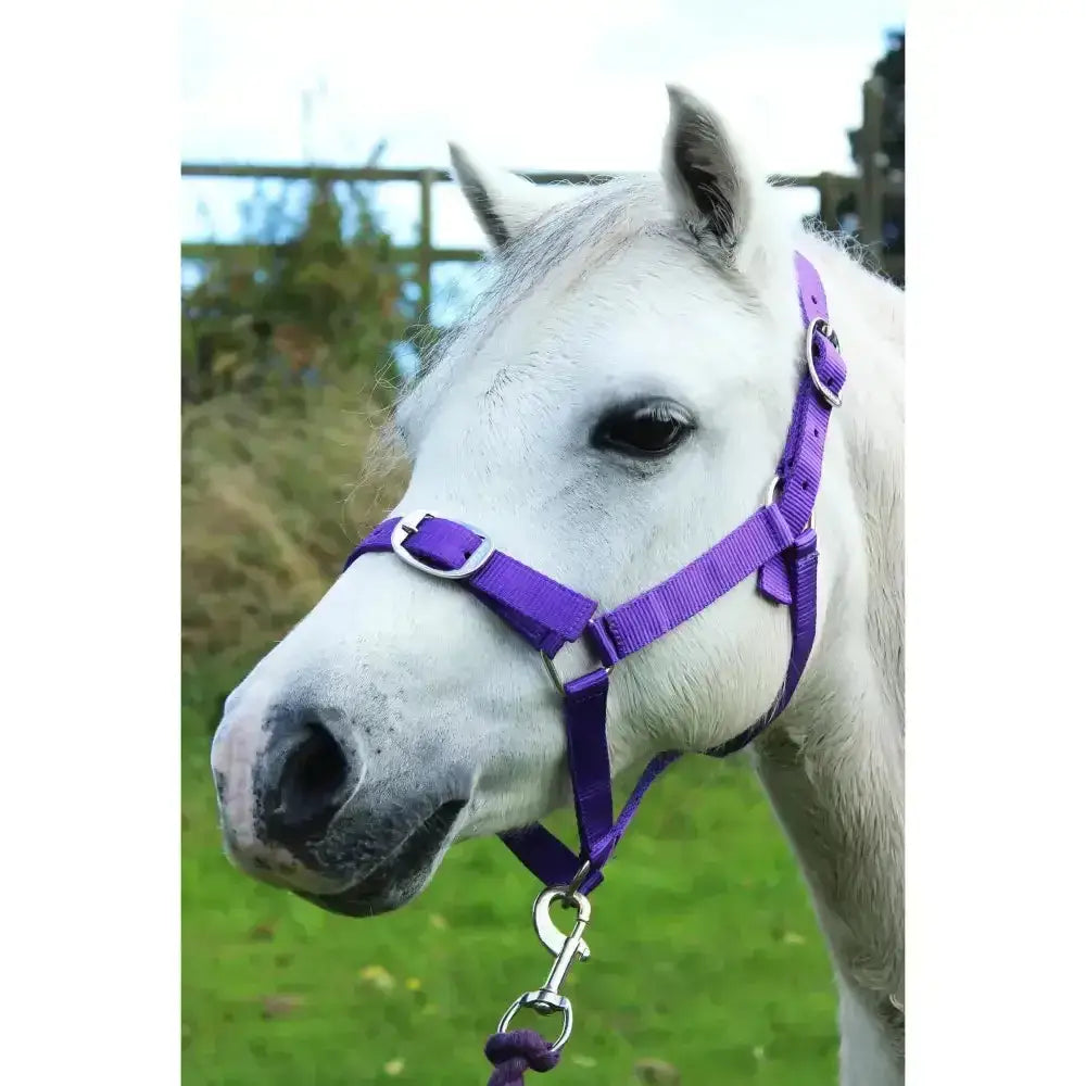 Purple nylon gallop headcollar with silver buckles and matching leadrope set for an adaptable fit