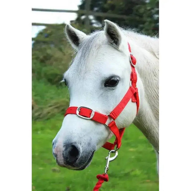 Gallop Headcollar and Leadrope set Red Shetland Headcollar & Lead Rope Barnstaple Equestrian Supplies