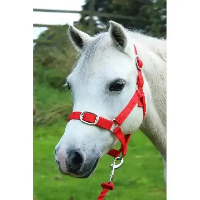 Red leather gallop headcollar with silver buckle and metal clasp in an adaptable leadrope set for horses