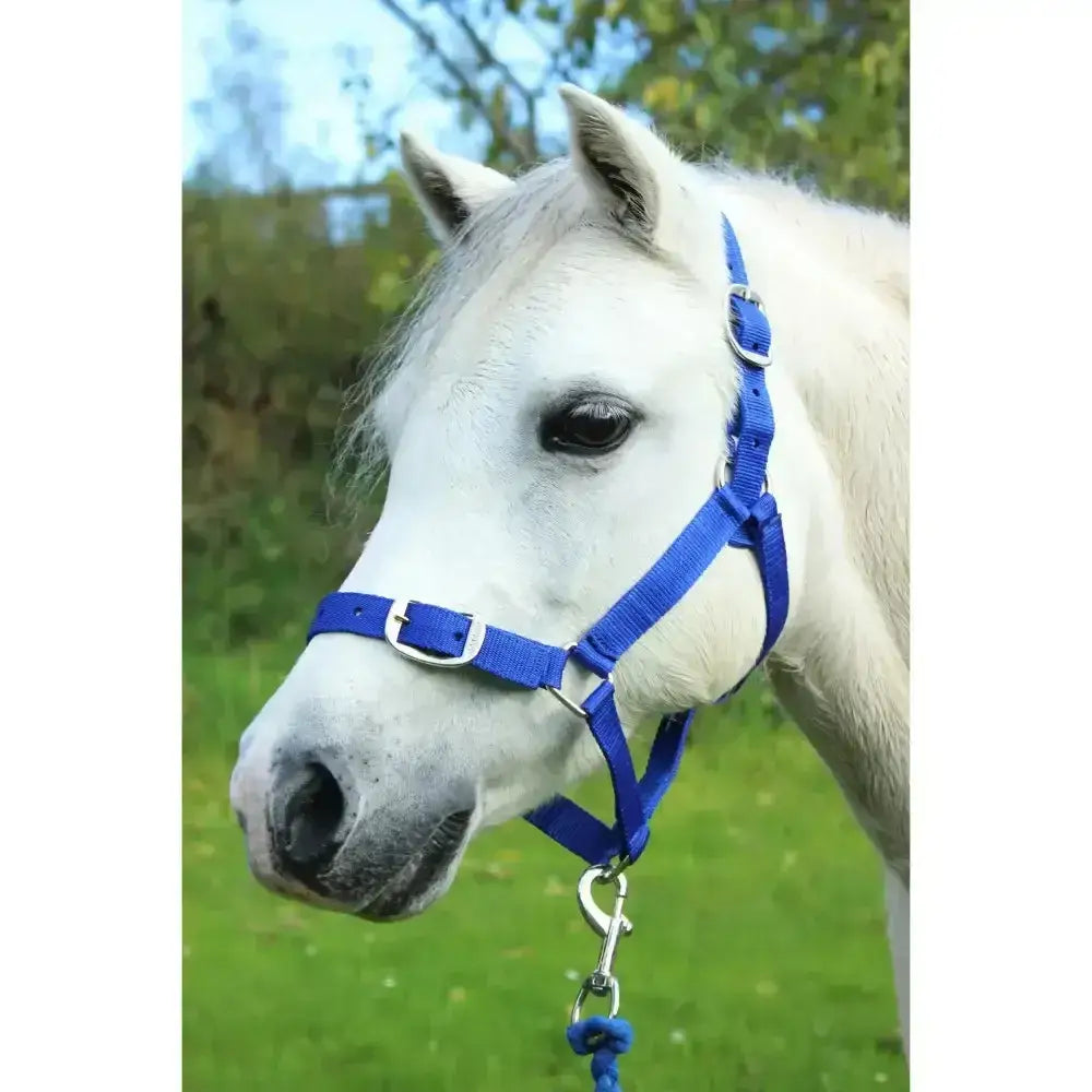 Bright blue nylon gallop headcollar and leadrope set with silver metal buckles adaptable headcollar for horses