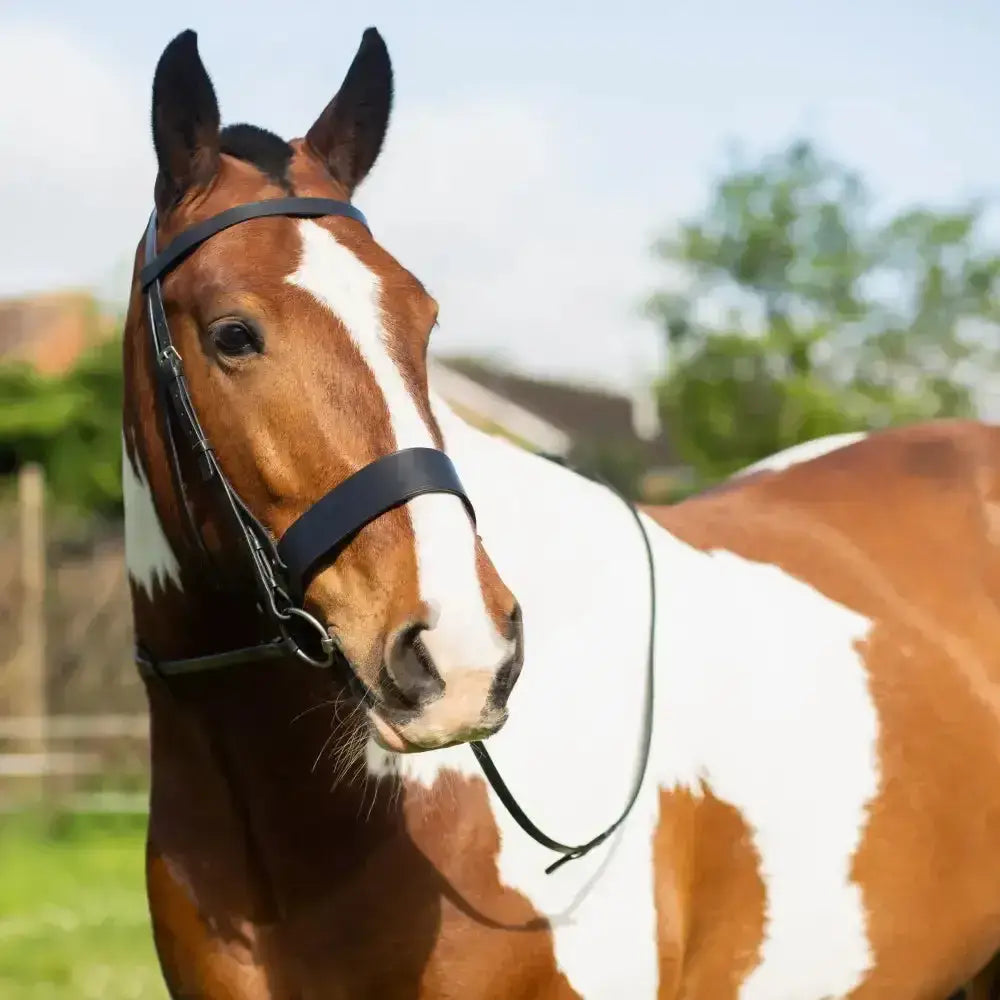 A brown and white pinto horse wearing a stylish black leather gallop hunter bridle for riding and showing