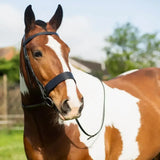 A brown and white pinto horse wearing a stylish black leather gallop hunter bridle for riding and showing