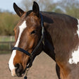A sleek black gallop leather padded headcollar with silver hardware and fully adjustable quick release buckle