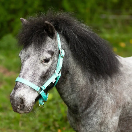 A teal gallop mini shetland foal nylon headcollar with adjustable straps and metal buckle on a gray dapple pony
