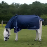 A navy blue gallop ponie duraproof turnout rug standard neck 5-point with white and purple patterned trim covering a horse