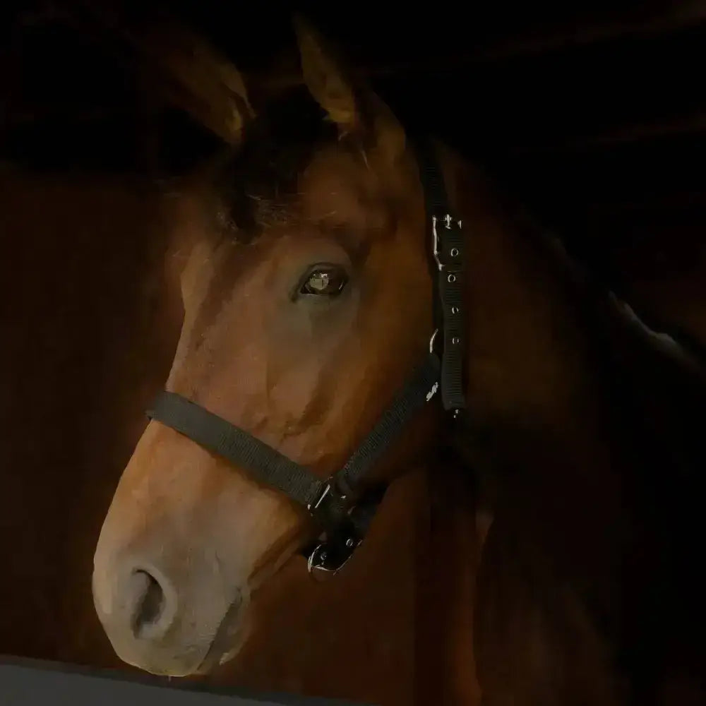A brown horse wearing a dark green gallop premium padded adjustable padded headcollar for comfortable control