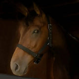 A brown horse wearing a dark green gallop premium padded adjustable padded headcollar for comfortable control