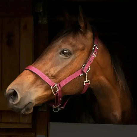 A brown horse wearing a gallop premium padded pink headcollar with silver hardware adjustable padded headcollars