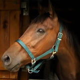 Teal nylon gallop premium padded headcollar with silver buckles and adjustable padded headcollars hardware