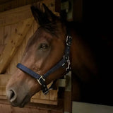 Gallop Premium Padded Headcollar Navy Shetland Headcollar Sets