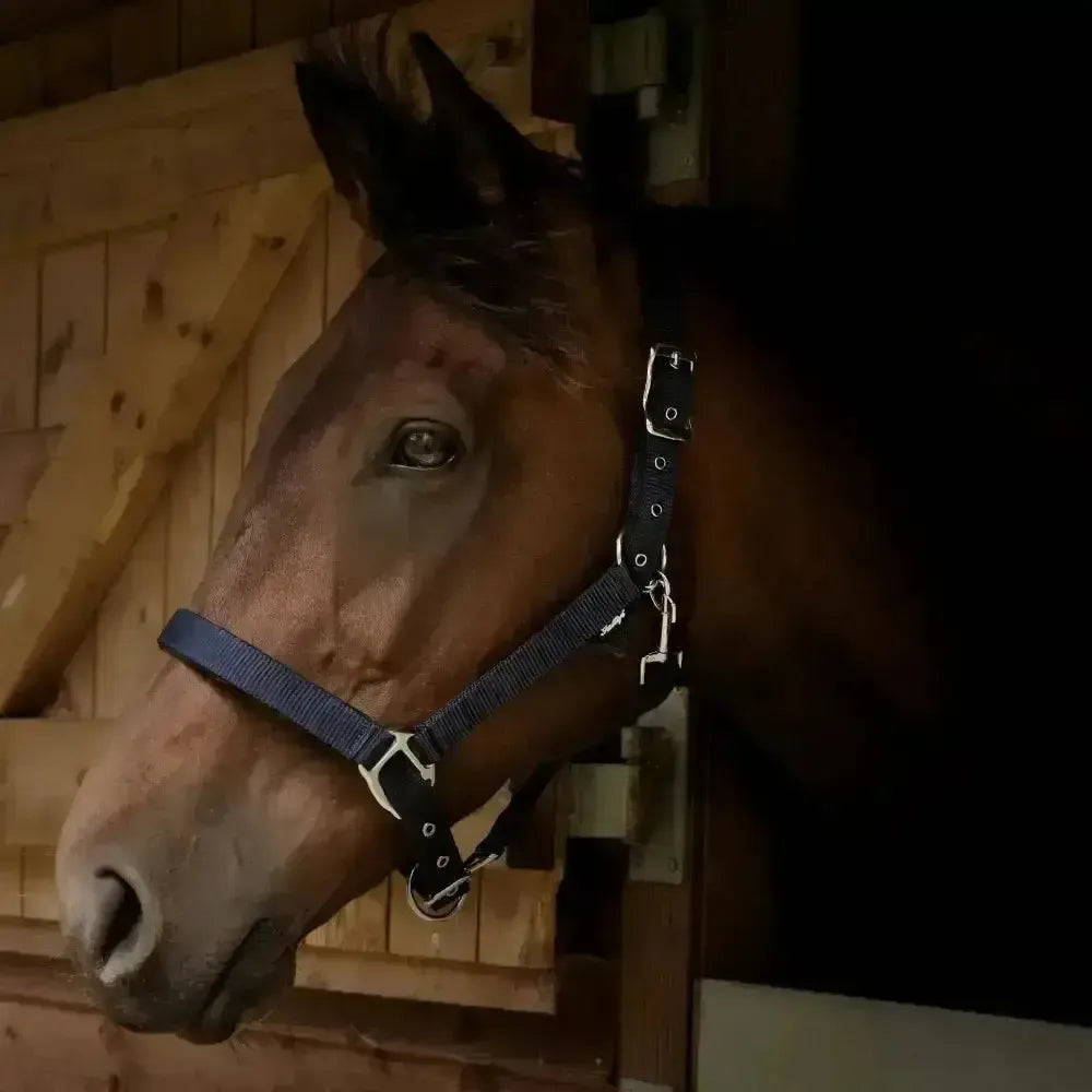 Gallop Premium Padded Headcollar Navy Shetland Headcollar Sets
