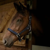A brown horse wearing a navy blue gallop premium padded headcollar with silver adjustable padded headcollars buckles