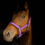 A vibrant purple gallop premium padded nylon headcollar with silver metal hardware and adjustable straps
