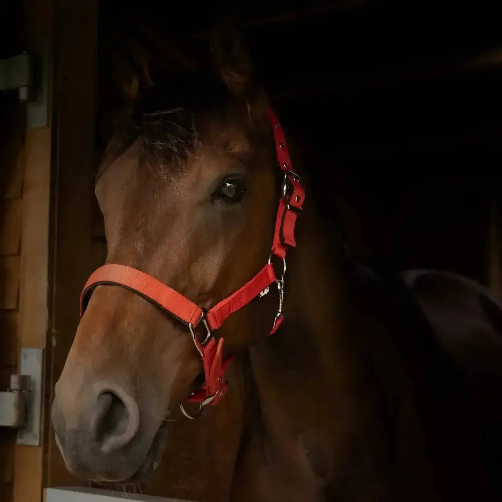 Gallop Premium Padded Headcollar Red Shetland Headcollar Sets