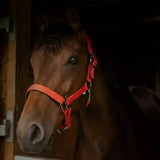 A brown horse wearing a bright red leather gallop premium padded headcollar with silver hardware adjustable padded headcollars