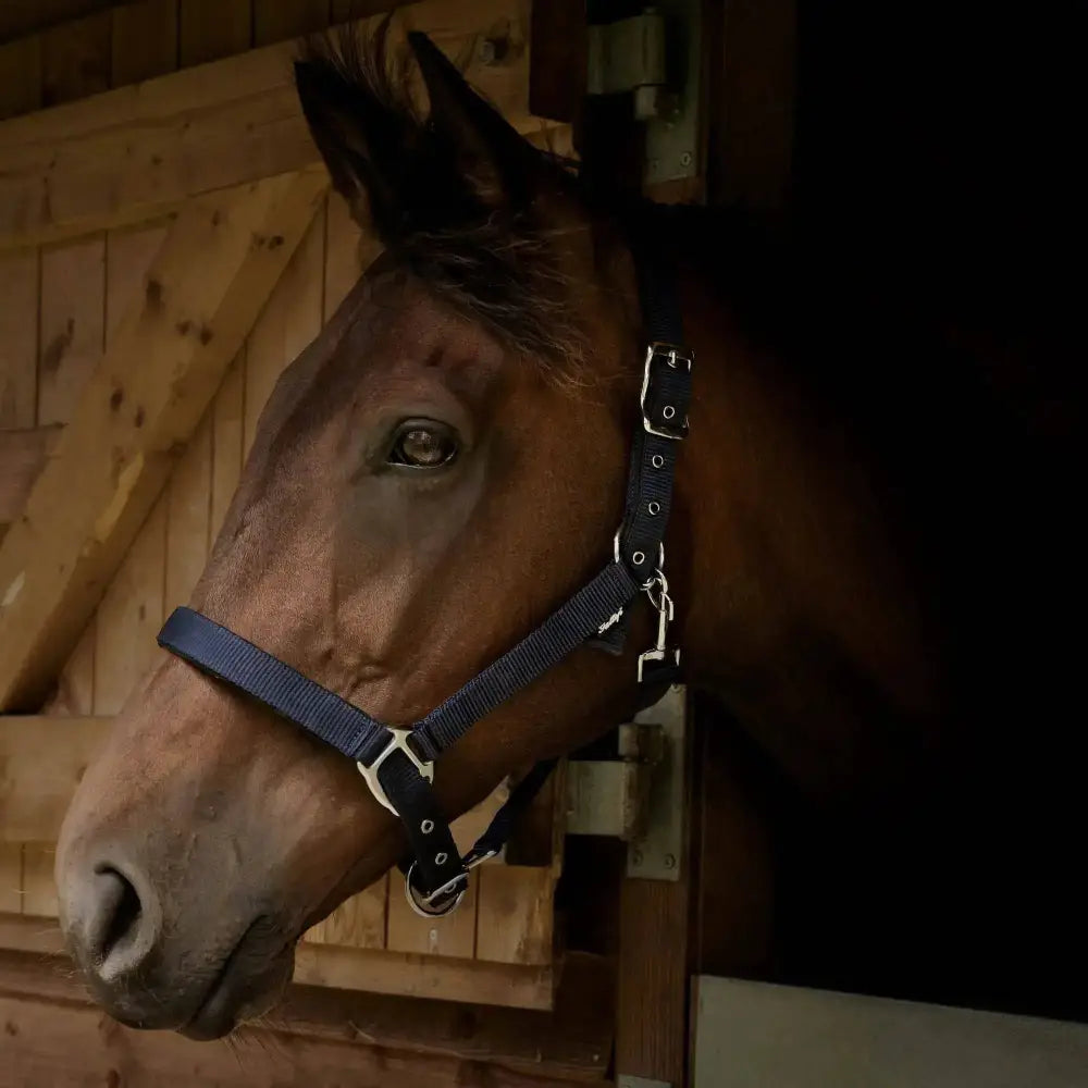 Gallop Premium Padded Headcollar with Matching Leadrope Navy Shetland Headcollar & Lead Rope Barnstaple Equestrian Supplies