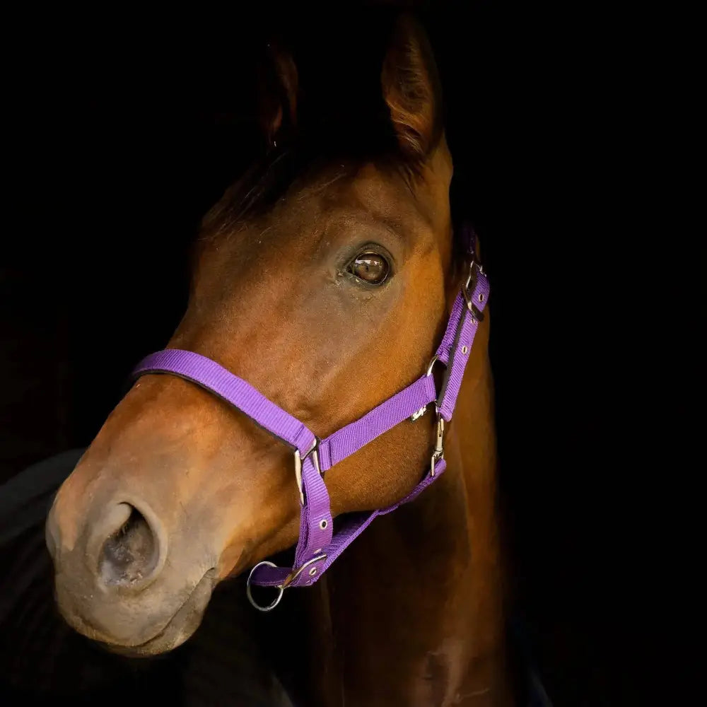 Gallop Premium Padded Headcollar with Matching Leadrope Purple Shetland Headcollar & Lead Rope Barnstaple Equestrian Supplies