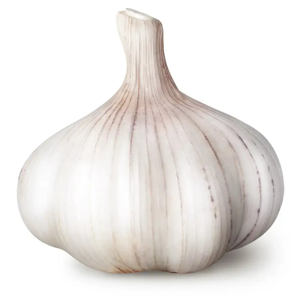 A whole unpeeled garlic bulb with smooth white papery skin and brown striations perfect for equestrian cooking needs